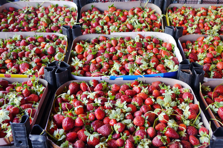 Strawberries in drawers . Fresh ripe perfect berries.red, freshの写真素材