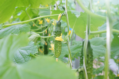Fresh green cucumbers in the industrial greenhouse.Natural and organic ingredients for a healthy diet.Natural good food. Agriculture.の写真素材