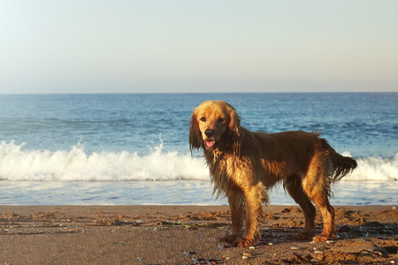 Spaniel on the beach. Portrait of a young dog on a sandy beach, against the sky and sea waves.の写真素材