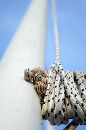 clams on the mast.Yacht mast and riggingの写真素材