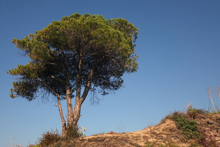 Pine trees grow on sand dunes.の写真素材