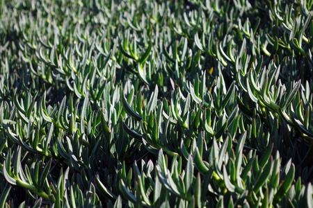Green cactus in the open air.desert, floraの写真素材