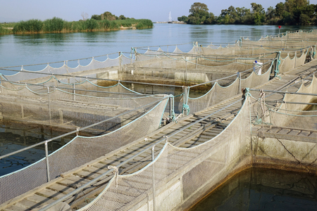 The farm for breeding fish.の写真素材