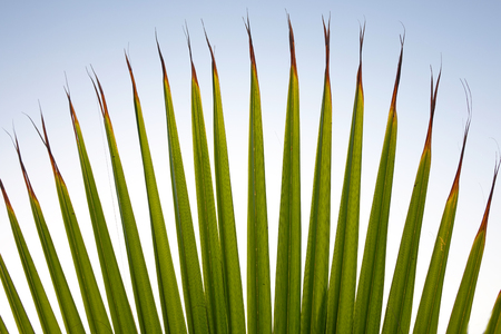 Texture of Green palm Leaf.natureの写真素材