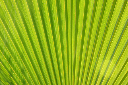 Texture of Green palm Leaf.natureの写真素材