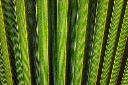 Texture of Green palm Leaf.natureの写真素材