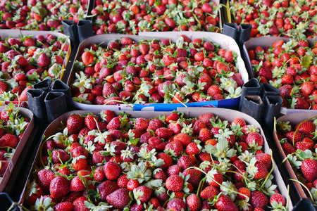 Strawberries in drawers . Fresh ripe perfect berries.red, freshの写真素材