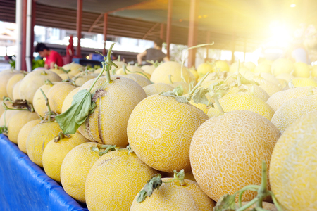 Ripe yellow melons lie in rows on the shelves.の写真素材