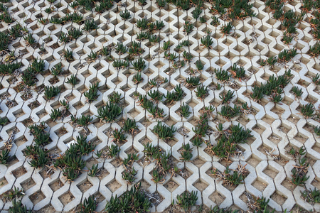 Green cactus in the open air.desert, floraの写真素材