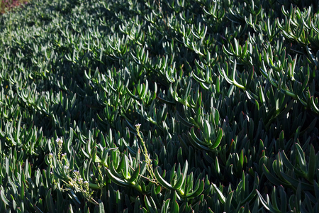Green cactus in the open air.desert, floraの写真素材