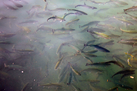A school of fish swims under water. natureの写真素材