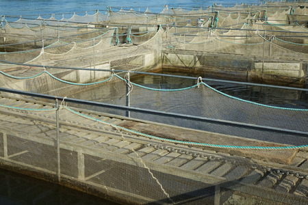 The farm for breeding fish.の写真素材