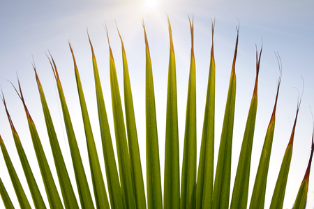 Texture of Green palm Leaf.natureの写真素材