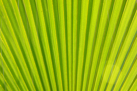 Texture of Green palm Leaf.natureの写真素材