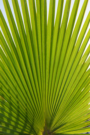 Texture of Green palm Leaf.natureの写真素材