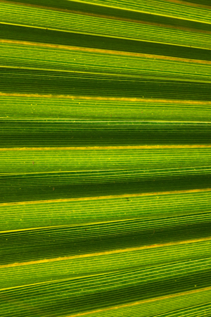 Texture of Green palm Leaf.natureの写真素材