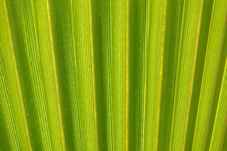 Texture of Green palm Leaf.natureの写真素材