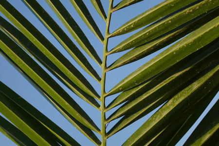 Texture of Green palm Leaf.natureの写真素材