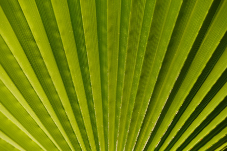 Texture of Green palm Leaf.natureの写真素材