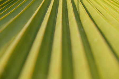 Texture of Green palm Leaf.natureの写真素材