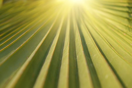 Texture of Green palm Leaf.natureの写真素材