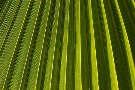 Texture of Green palm Leaf.natureの写真素材