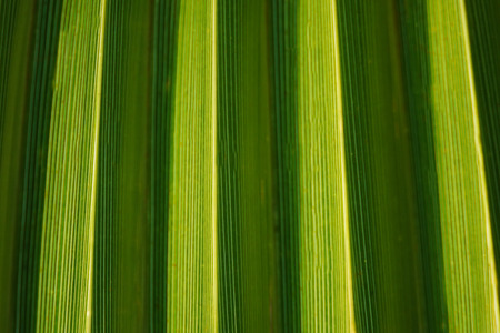 Texture of Green palm Leaf.natureの写真素材