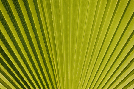 Texture of Green palm Leaf.natureの写真素材