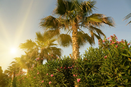 Tropical palm trees with sunlight on the sunset sky .の写真素材