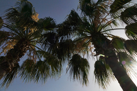 Tropical palm trees with sunlight on the sunset sky .の写真素材