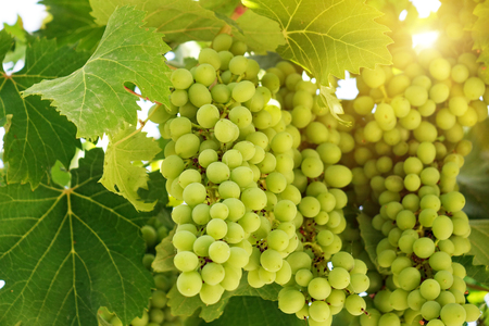 Fresh Green grapes on vine. Summer sun lights. Defocus pictureの写真素材