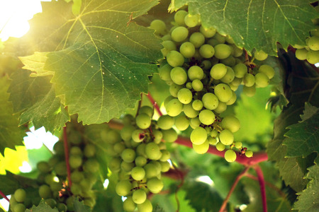 Fresh Green grapes on vine. Summer sun lights. Defocus pictureの写真素材