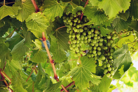Fresh Green grapes on vine. Summer sun lights. Defocus pictureの写真素材