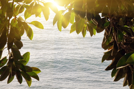 Frame of green leaves on a sea background. Natural frame of green leaves around the photo. In the center of the place for signature.の写真素材