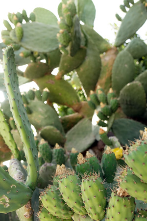 Cactus texture background. Cactus in the desertの写真素材