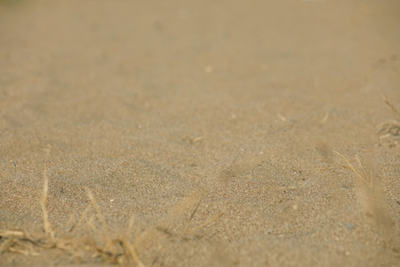 Ground texture with dry grass and small, rare tufts of green plants.の写真素材