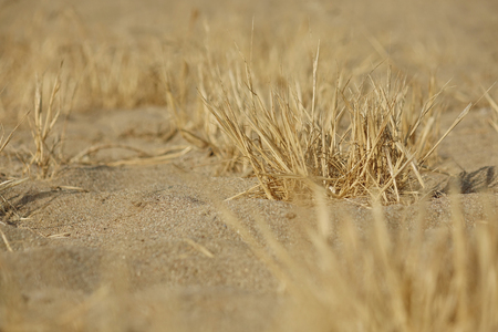 Ground texture with dry grass and small, rare tufts of green plants.の写真素材