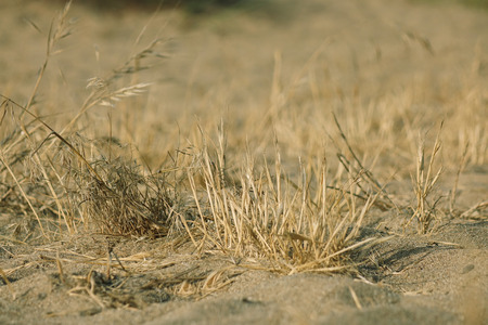 Ground texture with dry grass and small, rare tufts of green plants.の写真素材
