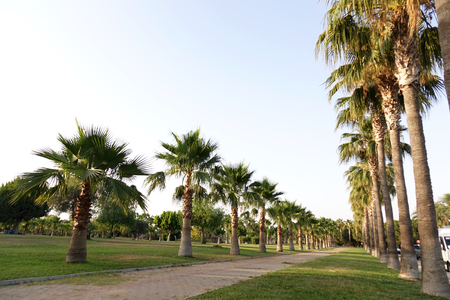 Tall rows of palm trees line a walking pathの写真素材