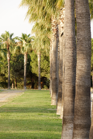 Tall rows of palm trees line a walking pathの写真素材