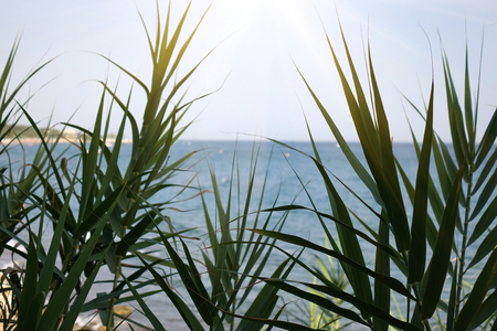 Palm leaves over the tropical beach scenery. travelの写真素材