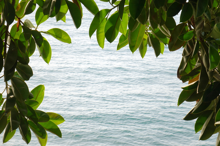 Frame of green leaves on a sea background. Natural frame of green leaves around the photo. In the center of the place for signature.の写真素材