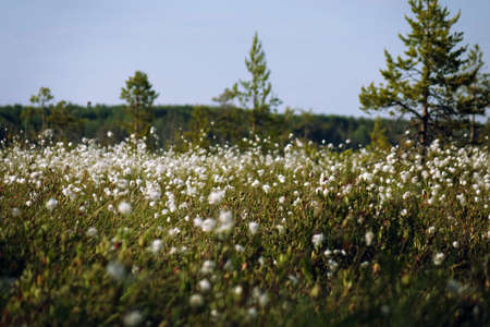 White cotton grass flowers and a view to near by lake from a mountain swamp at Finnish Laplandの写真素材