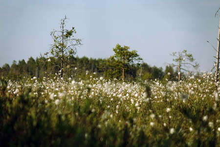White cotton grass flowers and a view to near by lake from a mountain swamp at Finnish Laplandの写真素材
