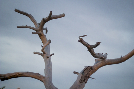 Dry tree with cloudy skyの写真素材
