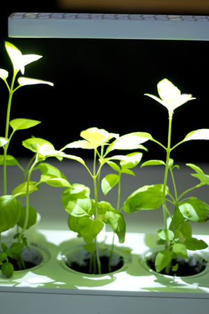 Soilless culture of vegetables under artificial light. ecology, illuminationの写真素材