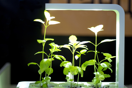 Soilless culture of vegetables under artificial light. ecology, illuminationの写真素材