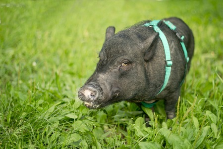 Funny mini piggy walking on the grassの写真素材