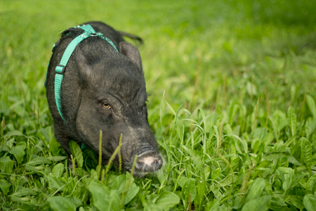 Funny mini piggy walking on the grassの写真素材