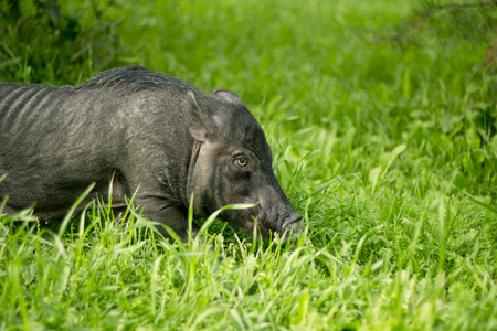 Funny mini piggy walking on the grassの写真素材